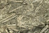 Pennsylvanian Fossil Urchin and Crinoid Plate - Texas #283706-3